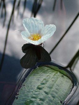 Swamp Lilly in Valley Lake